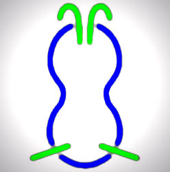hamsa