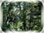 Natur 03